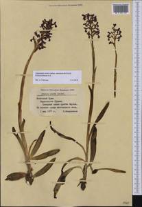 Anacamptis morio subsp. caucasica (K.Koch) H.Kretzschmar, Eccarius & H.Dietr., Крым (KRYM) (Россия)