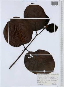Nauclea latifolia Sm., Африка (AFR) (Эфиопия)