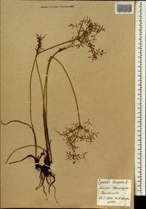 Cyperus haspan L., Африка (AFR) (Мали)