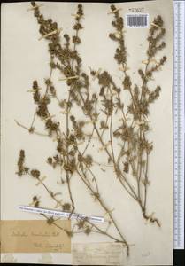 Pyankovia brachiata (Pall.) Akhani & Roalson, Средняя Азия и Казахстан, Джунгарский Алатау и Тарбагатай (M5) (Казахстан)