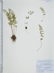 Пузырник Дайка R.Sim, Сибирь, Дальний Восток (S6) (Россия)