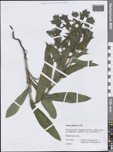 Нонея темная, Нонея темно-бурая (L.) DC., Сибирь, Западная Сибирь (S1) (Россия)