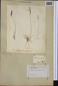 Agrostis alpina Scop., Западная Европа (EUR) (Неизвестно)