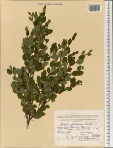 Береза кустарниковая Pall., Монголия (MONG) (Монголия)