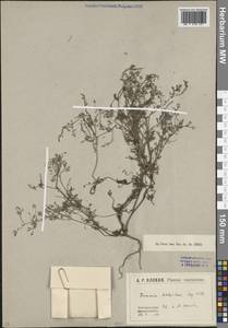 Дымянка Шлейхера Soy.-Will., Кавказ, Краснодарский край и Адыгея (K1a) (Россия)