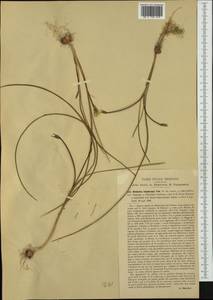 Romulea columnae Sebast. & Mauri, Западная Европа (EUR) (Италия)
