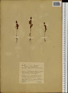 Щавель амурский F. Schmidt, Сибирь, Дальний Восток (S6) (Россия)