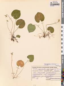 Viola epipsila subsp. repens (Turcz.) W.Becker, Сибирь, Чукотка и Камчатка (S7) (Россия)