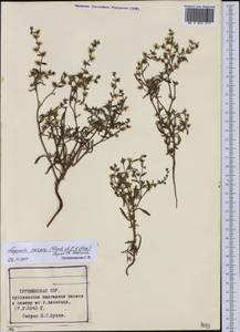 Липучка поникшая (Lehm.) Menyh., Средняя Азия и Казахстан, Каракумы (M6) (Туркмения)