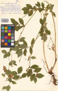 Горошек разветвленный (Maxim.) Ohwi, Сибирь, Дальний Восток (S6) (Россия)