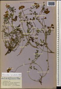Coronilla orientalis Mill., Кавказ, Армения (K5) (Армения)