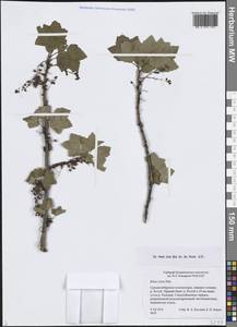 Смородина печальная Pall., Сибирь, Центральная Сибирь (S3) (Россия)