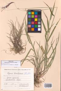 Пырейник смешиваемый (Roshev.) Tzvelev, Сибирь, Чукотка и Камчатка (S7) (Россия)