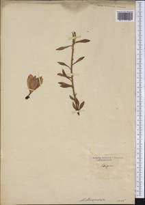 Alstroemeria pelegrina L., Америка (AMER) (Неизвестно)