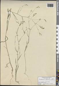 Bupleurum gerardi All., Зарубежная Азия (ASIA) (Турция)