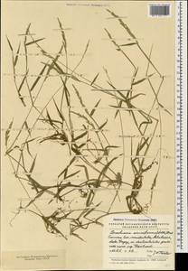 Moorochloa eruciformis (Sm.) Veldkamp, Кавказ, Абхазия (K4a) (Абхазия)