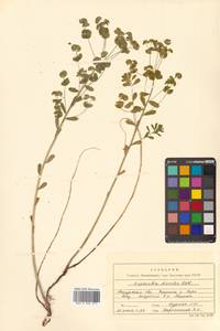 Молочай острый, Сибирь, Дальний Восток (S6) (Россия)