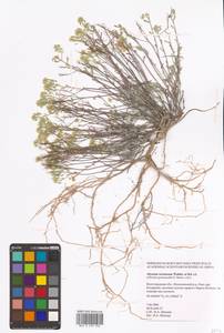 Odontarrhena tortuosa subsp. tortuosa, Восточная Европа, Нижневолжский район (E9) (Россия)