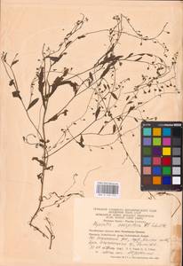 MHA 0 153 145, Myosotis laxa subsp. laxa, Восточная Европа, Восточный район (E10) (Россия)
