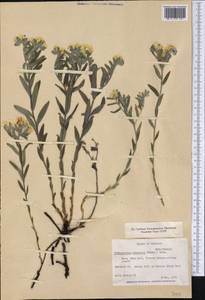 Lithospermum canescens (Michx.) Lehm., Америка (AMER) (США)
