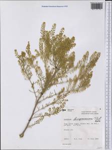 Lepidium ramosissimum A. Nelson, Америка (AMER) (Канада)