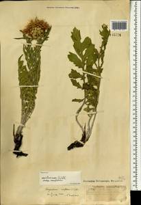Rhaponticum uniflorum subsp. uniflorum, Монголия (MONG) (Монголия)
