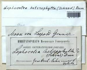 Lophocolea heterophylla (Schrad.) Dumort., Гербарий мохообразных, Мхи - Центральное Черноземье (B10) (Россия)