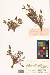 Остролодочник завернутый Ledeb., Сибирь, Чукотка и Камчатка (S7) (Россия)