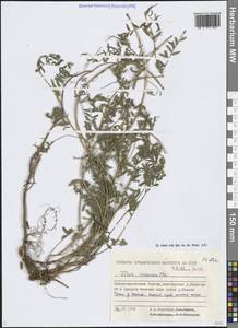 Горошек крупноцветковый Jurtzev, Сибирь, Якутия (S5) (Россия)