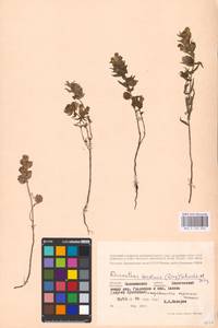 MHA 0 162 056, Rhinanthus serotinus var. vernalis (N. W. Zinger) Janch., Восточная Европа, Северо-Западный район (E2) (Россия)