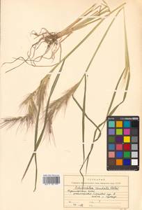 Echinochloa crus-galli subsp. crus-galli, Сибирь, Дальний Восток (S6) (Россия)