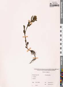 Крестовник обыкновенный L., Сибирь, Чукотка и Камчатка (S7) (Россия)