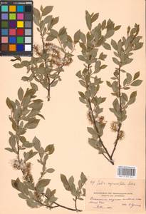 Ива мирзинолистная, Ива чернеющая Salisb., Восточная Европа, Московская область и Москва (E4a) (Россия)