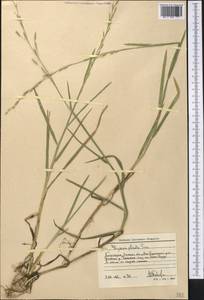 Манник замеченный Chevall., Средняя Азия и Казахстан, Западный Тянь-Шань и Каратау (M3) (Киргизия)