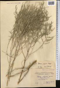 Artemisia gurganica (Krasch.) Filat., Средняя Азия и Казахстан, Каракумы (M6) (Туркмения)