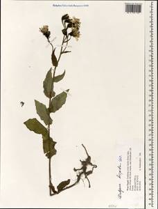 Dubyaea hispida (D.Don) DC., Зарубежная Азия (ASIA) (Непал)