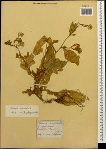 Rhamphospermum arvense (L.) Andrz. ex Besser, Кавказ, Армения (K5) (Армения)