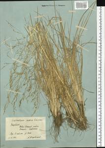 Deschampsia cespitosa subsp. septentrionalis Chiapella, Сибирь, Якутия (S5) (Россия)