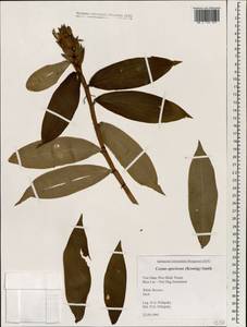 Hellenia speciosa (J.Koenig) S.R.Dutta, Зарубежная Азия (ASIA) (Вьетнам)