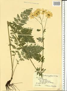 Tanacetum corymbosum subsp. corymbosum, Восточная Европа, Центральный лесостепной район (E6) (Россия)