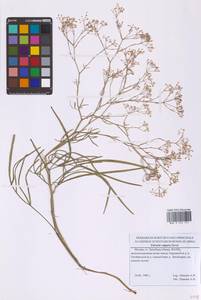 Резак обыкновенный Bernh., Восточная Европа, Московская область и Москва (E4a) (Россия)