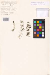 MHA 0 162 696, Utricularia ×neglecta Lehm., Восточная Европа, Нижневолжский район (E9) (Россия)
