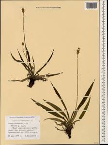 Plantago atrata subsp. spadicea Pilg., Кавказ, Северная Осетия, Ингушетия и Чечня (K1c) (Россия)