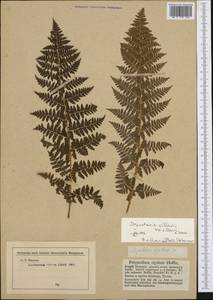 Dryopteris villarii (Bell) Woyn. ex Schinz & Thell., Западная Европа (EUR) (Австрия)