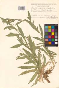 Жерушник австрийский (Crantz) Besser, Восточная Европа, Нижневолжский район (E9) (Россия)