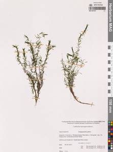 Болотник обоеполый L., Сибирь, Чукотка и Камчатка (S7) (Россия)