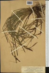 Carex flacca subsp. erythrostachys (Hoppe) Holub, Западная Европа (EUR) (Хорватия)