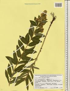 Вербейник обыкновенный L., Восточная Европа, Белоруссия (E3a) (Белоруссия)