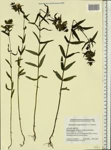 Rhinanthus serotinus var. vernalis (N. W. Zinger) Janch., Восточная Европа, Центральный лесостепной район (E6) (Россия)