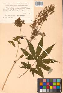 Filipendula digitata (Willd.) Bergmans, Сибирь, Дальний Восток (S6) (Россия)